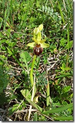 20120506_Ophrys Araignée