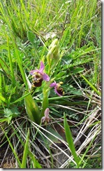 20120506_Ophrys Bourdon 2