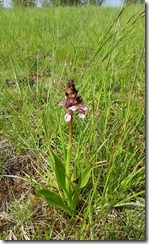 20120506_Orchis Pourpre 6