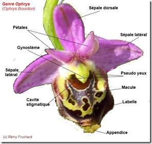 Description Ophrys