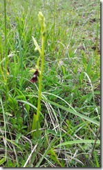 20120506_Ophrys Mouche