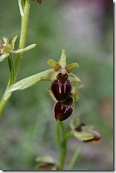 Ophrys Araignée_0541