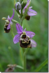 Ophrys Bourdon_0515