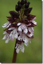 Orchis Pourpre_0488