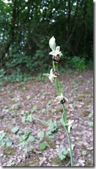 Ophrys_Bécasse_Hybride-sépale-blanc