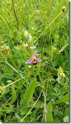 Ophrys_abeille_153805