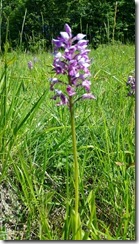 Orchis-Militaire_113528