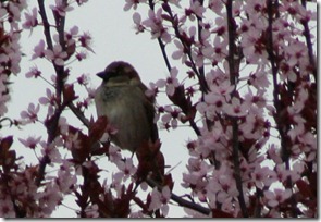 Moineau2