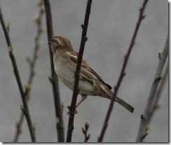 Moineau