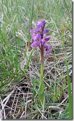 20120506_Orchis Bouffon 2