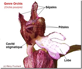 Description Orchis