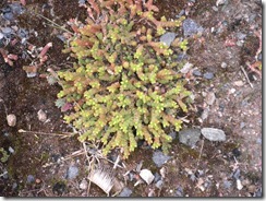 SEDUM_5180014