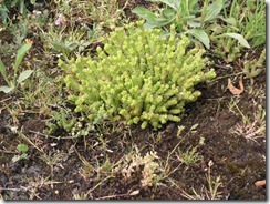 SEDUM_5180019