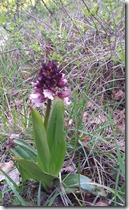 20120506_Orchis Pourpre 4