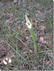 Céphalanthère Pale 2