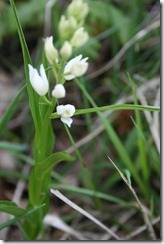 Céphalanthère Pale_0529