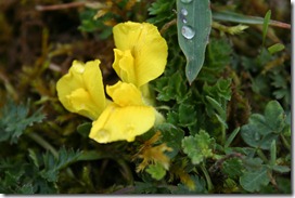 Fer_à_cheval (hippocrepis comosa)_0467