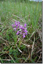 Orchis Bouffon_0446