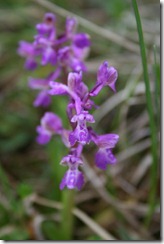 Orchis Bouffon_0448