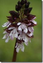Orchis Pourpre_0488