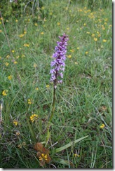 Orchis moucheron_0623