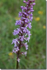 Orchis moucheron__0622