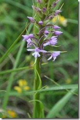 Orchis moustique_0589