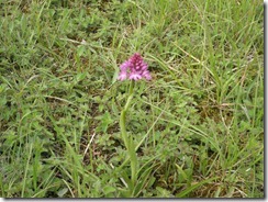 Orchis pyramidal_034