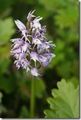 Orchis singe_0568