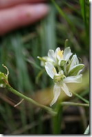 Phalangère à fleurs de lis (Anthericum lilago)_0489