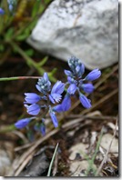 Polygale commun (Polygala vulgaris)_0452