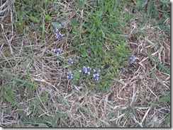 Polygale commun (Polygala vulgaris)