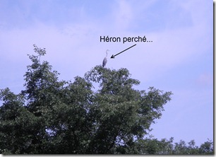 Héron perché