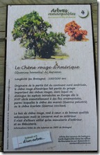 Arbre Chène rouge