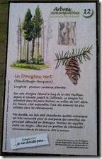 Arbre Douglas vcert