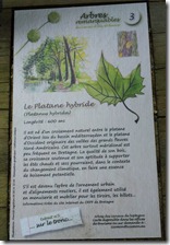 Arbre Platane