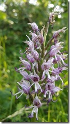 Orchis-Singe_164251