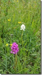 Orchis-pyramidal-Rouge-blanche_155551