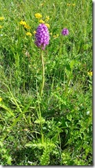 Orchis-pyramidal_112744