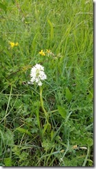 Orchis-pyramidale-blanche