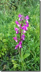 Orchis_Fleurs-laches