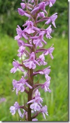 Orchis_Moucheron_161951