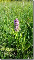 Orchis_incarnat