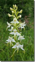 Platanthera-bifolia_161919